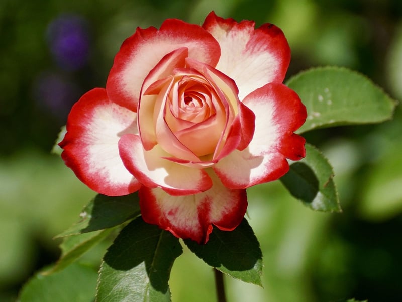 Enchanted Rose